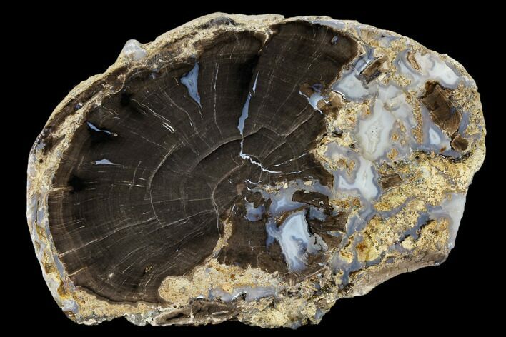 Petrified Wood (Schinoxylon) Slab - Blue Forest, Wyoming #114458
